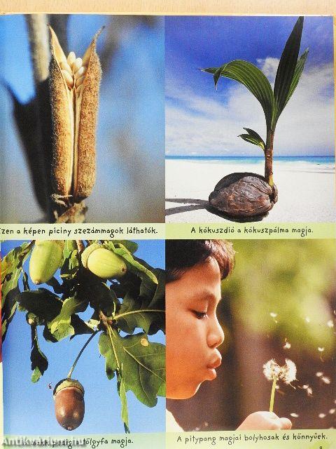 Első könyvem: a növények