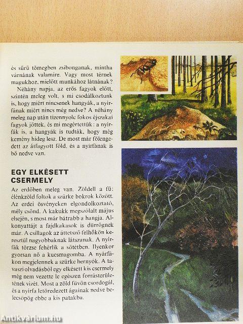 Az erdő emeletei