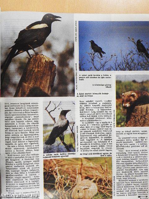 Nimród 1988. január-december