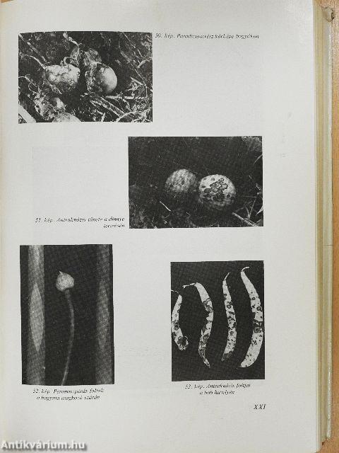 Kertészek új kézikönyve