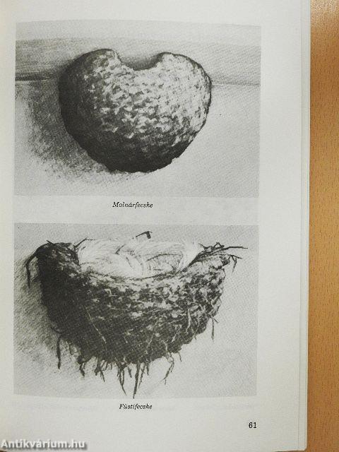 Erdei iskola Tornyospálcán