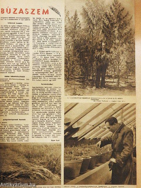 Béke és Szabadság 1954. január 27.
