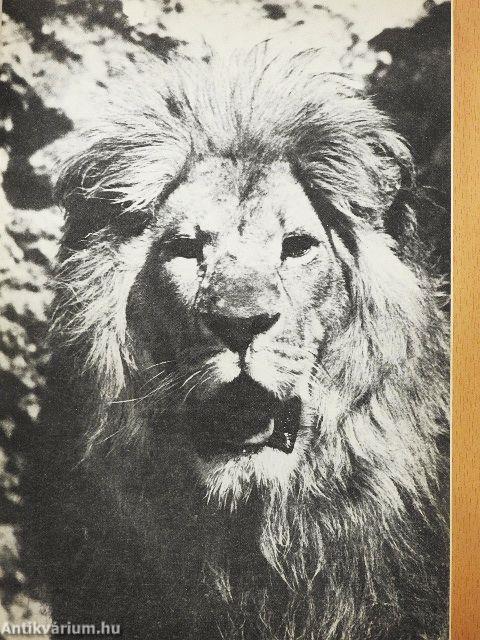 Ember és állat 1-2.