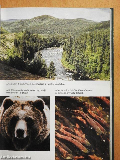 Az őserdők világa