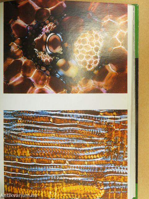 Rejtelmes-e a növényi élet?