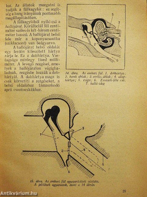 Érzékszerveink és a technika