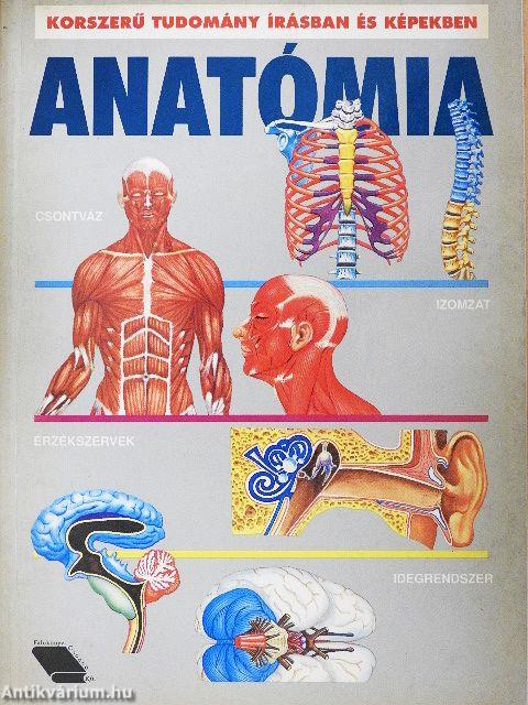 Anatómia
