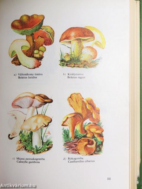 Növényhatározó I.