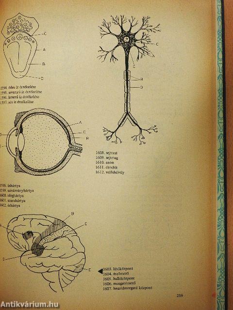 Biológiai korrepetitor