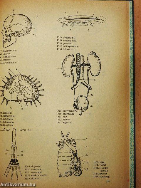 Biológiai korrepetitor