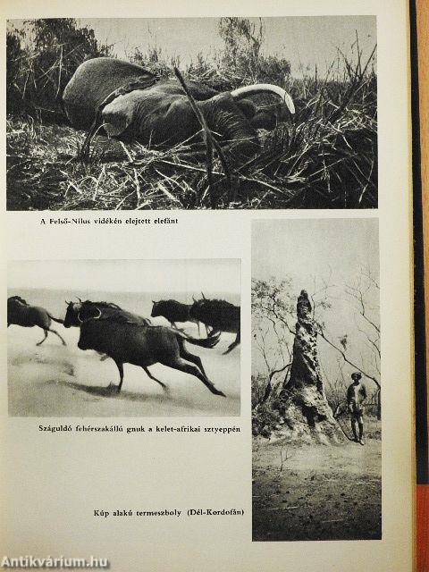 Vadcsapáson Afrikában
