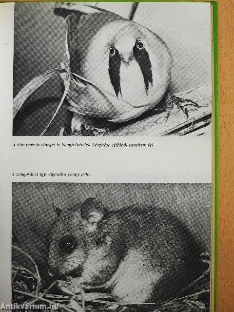 Mindent lehet, de krokodilt - azt nem!