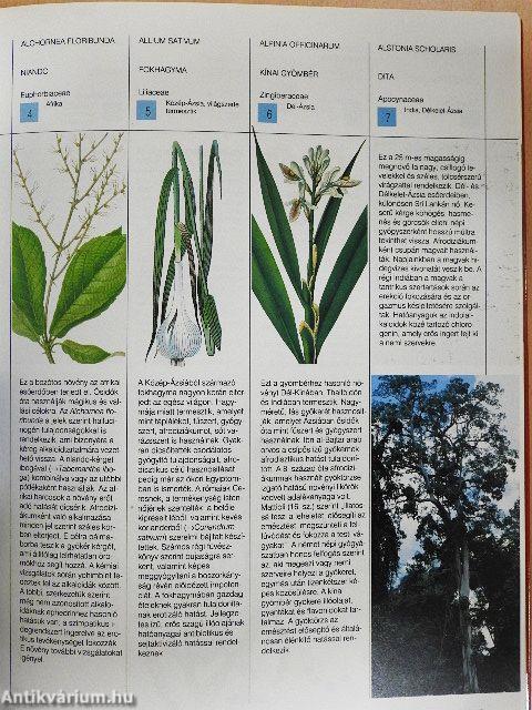 A szerelem füveskertje