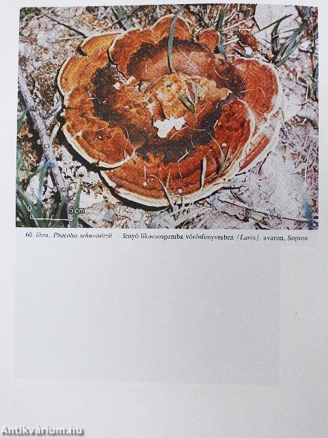 A magyar erdők taplógombái