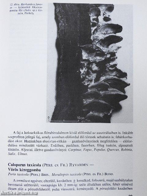 A magyar erdők taplógombái