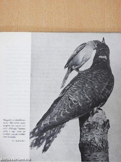 Madarakról - Mindenkinek