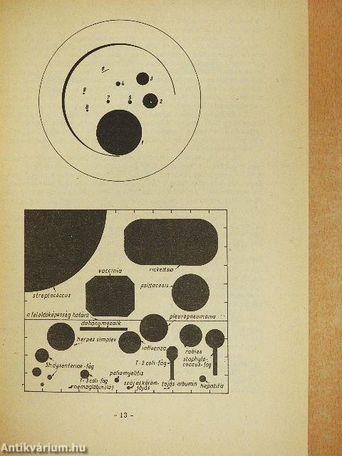 Általános mikrobiológia I.