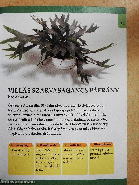 Nagy levelű szobanövények