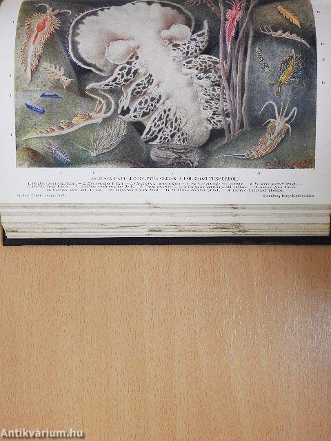 Brehm - Az állatok világa 17.