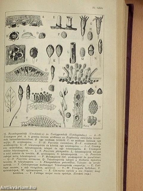 Viruló természet I-II.