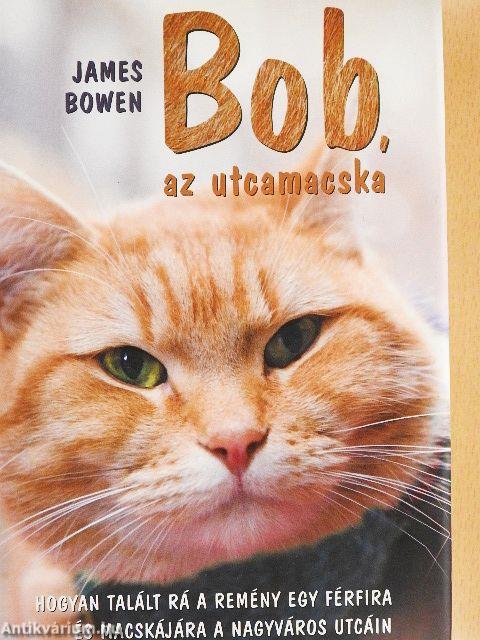 Bob, az utcamacska