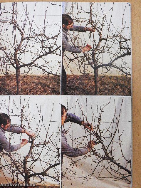 Gyümölcsfák metszése