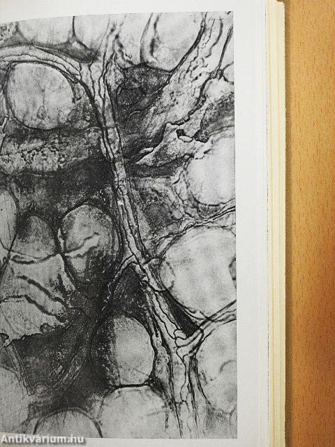 Functionalis anatomia 1-3.