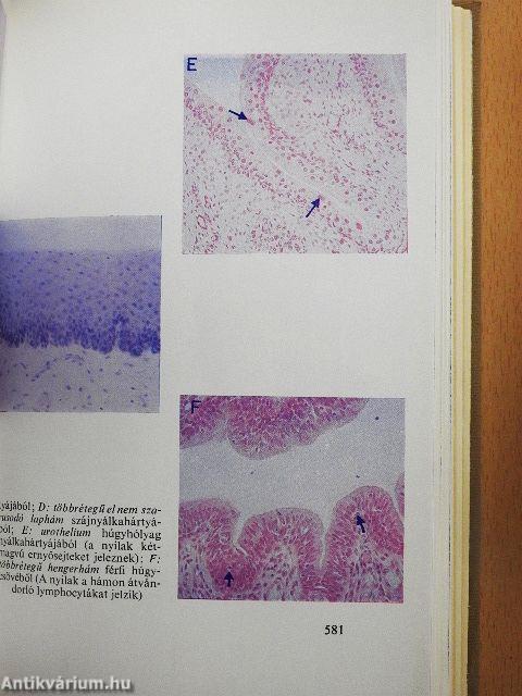 Functionalis anatomia 1-3.