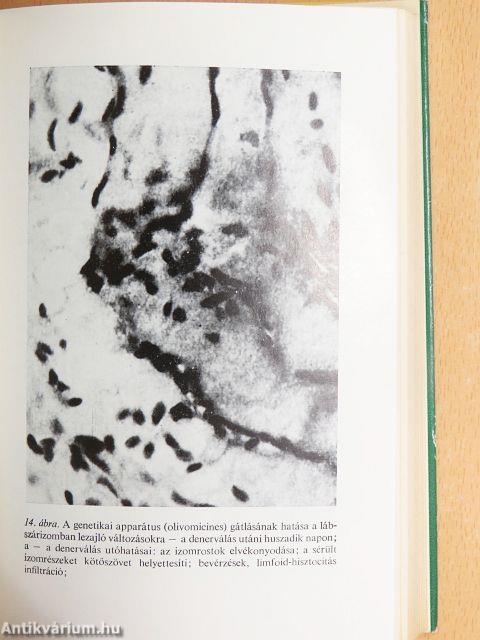 Az öregedés és az életkor