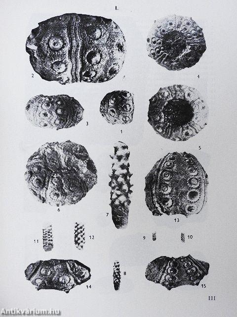 Magyarországi eocén Echinoideák
