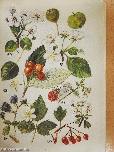 Kis növényhatározó