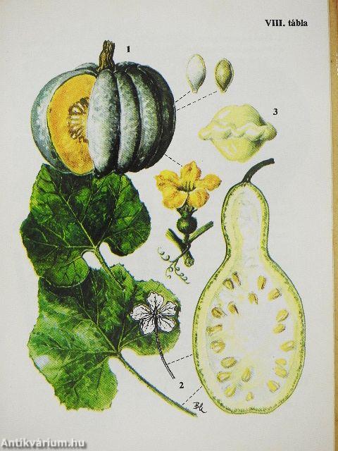 Kultúrnövények 2.