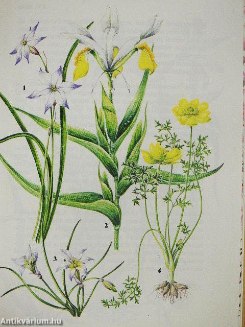 Hagymások, gumósok