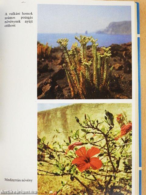 Szicíliai Körhinta