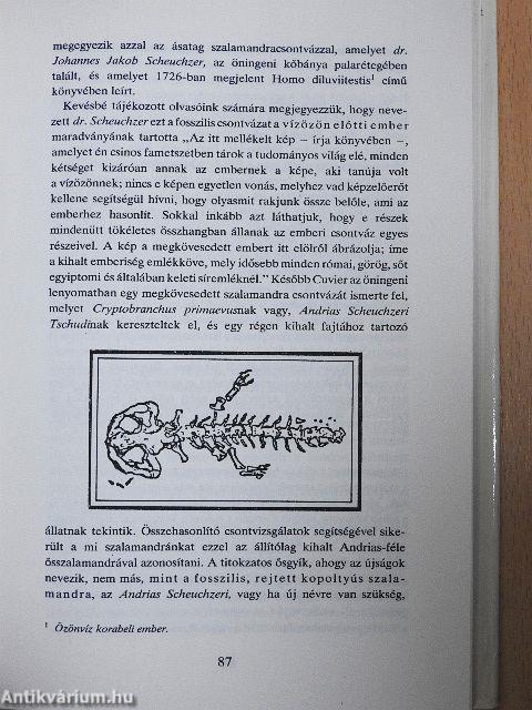 Harc a szalamandrákkal