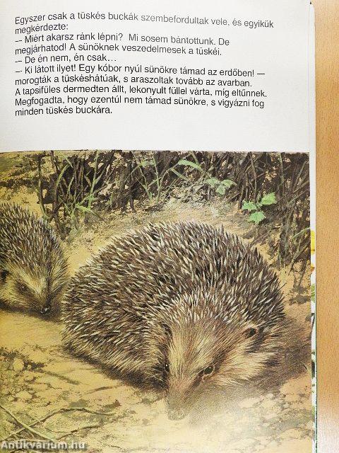Tapsi elveszik és megkerül