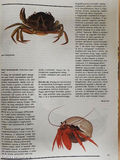 Ezerarcú természet