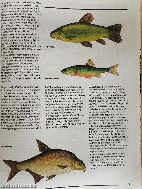 Ezerarcú természet