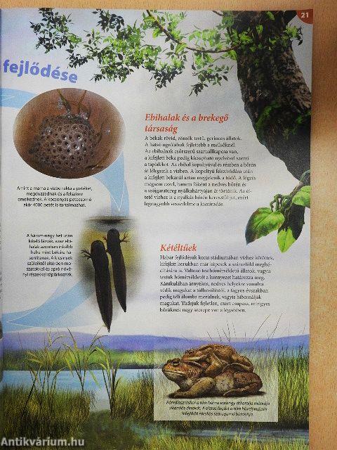 Tudorka Magazin 132.