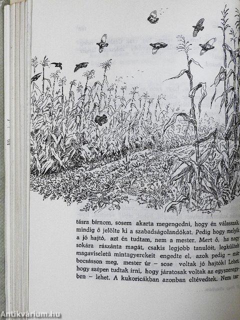 Ahogy elkezdődött...