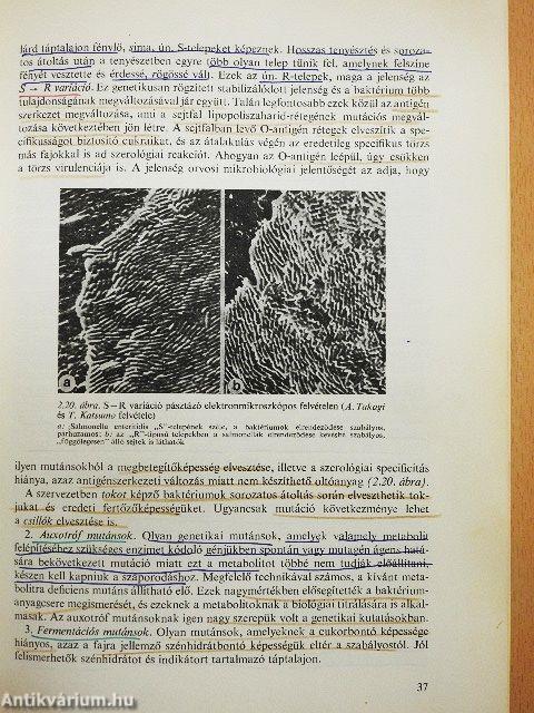 Mikrobiológia és immunitástan