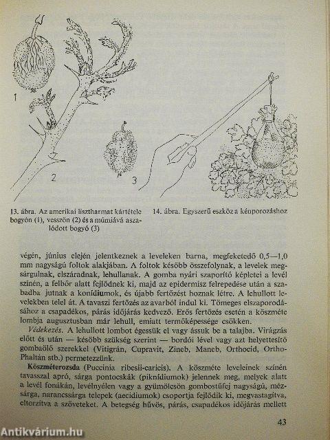 Bogyós gyümölcsűek termesztése