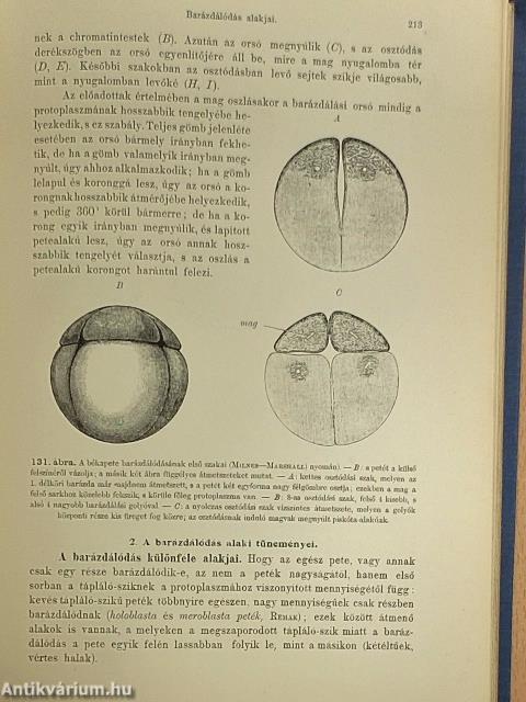 Általános fejlődéstan I.