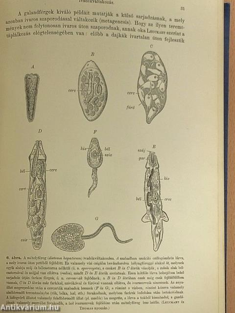 Általános fejlődéstan I.