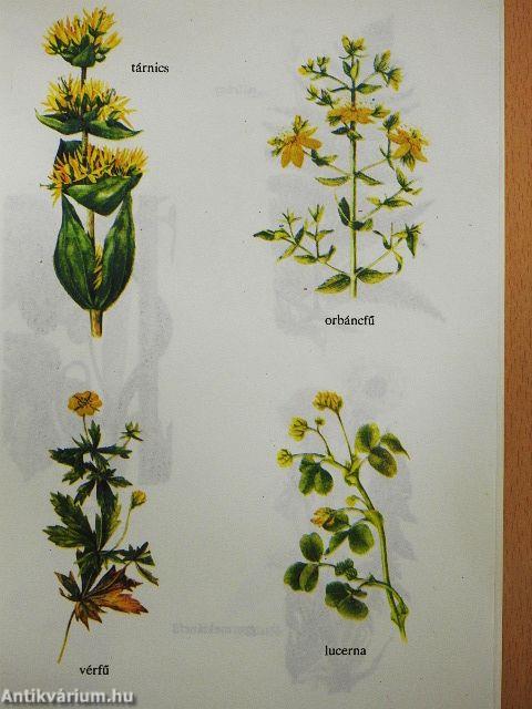 Táplálékod legyen gyógyítód!