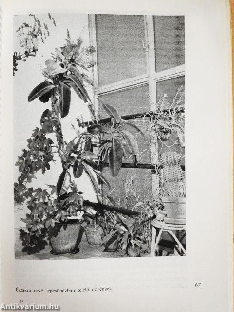 Levéldísznövények