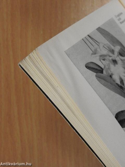 Levéldísznövények