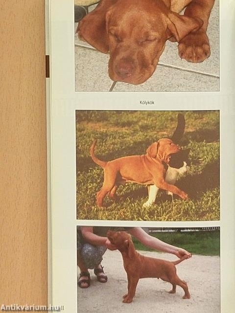 A magyar vizsla