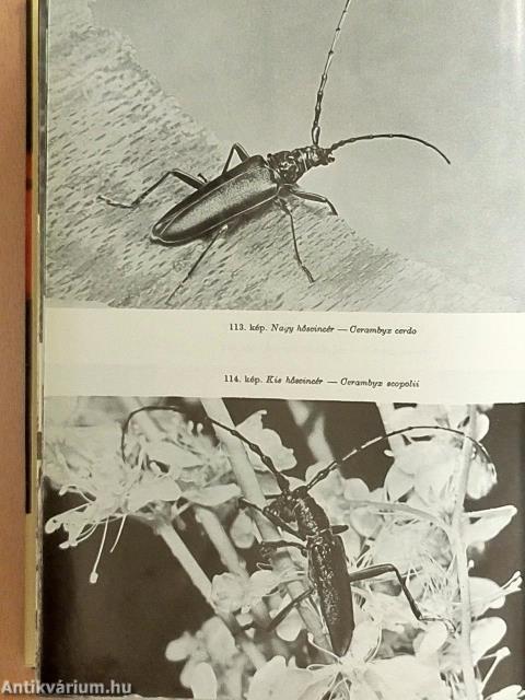 Állathatározó I-II.