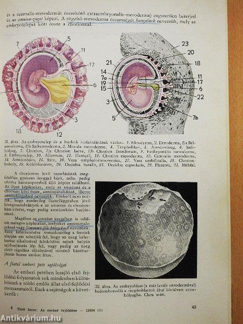 Az ember fejlődése